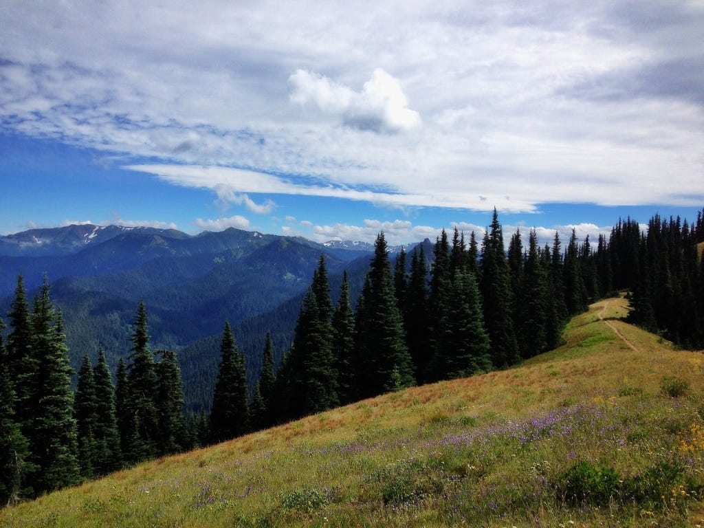 An alpine meadow trail with purple wildflowers leading into evergreen trees and snow capped mountains in the distance.  Puffy white clouds in a blue sky.