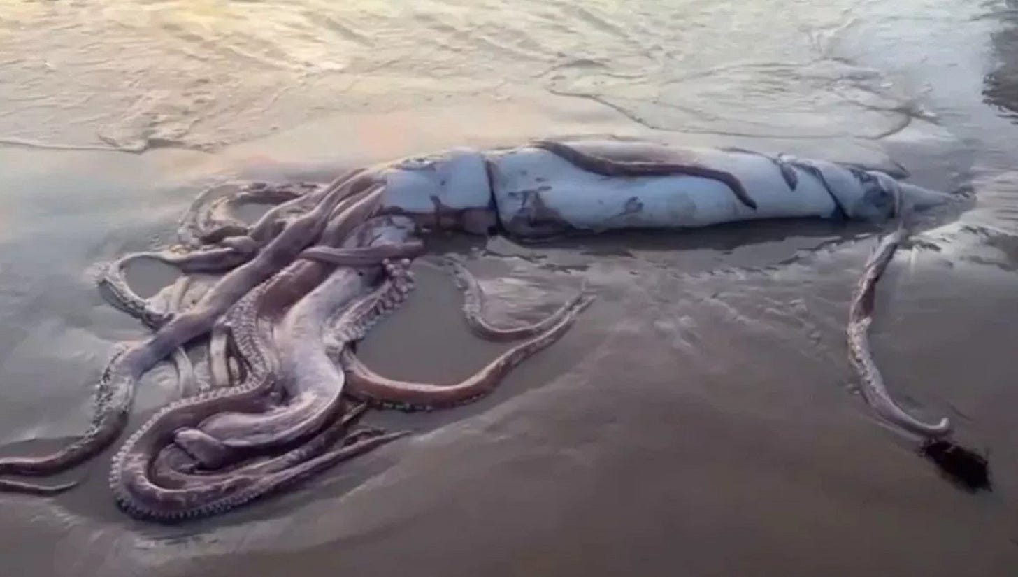 Rara lula gigante aparece na costa da Espanha. Rara lula gigante aparece na costa da Espanha.