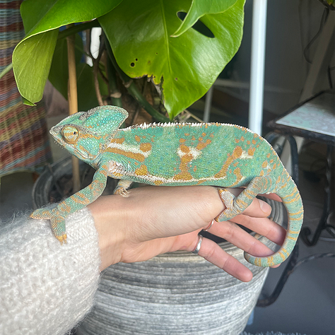 Madame fleur, son caméléon