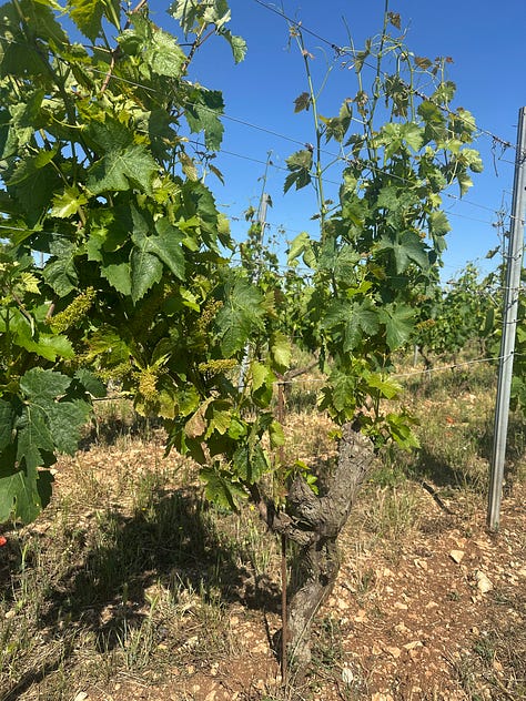 Fatalome Primitivo vineyards & underground cellar