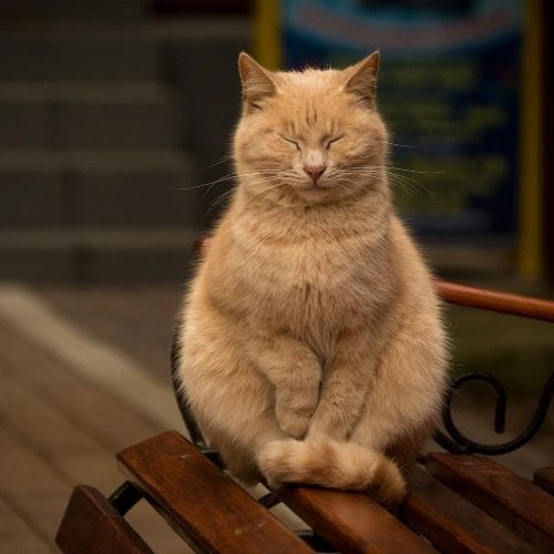 Reiki is a gentle practice, suitable for both humans and animals, offers profound benefits by reducing stress, alleviating pain, and supporting overall well-being. Reiki is a gentle practice, suitable for both humans and animals, offers profound benefits by reducing stress, alleviating pain, and supporting overall well-being.