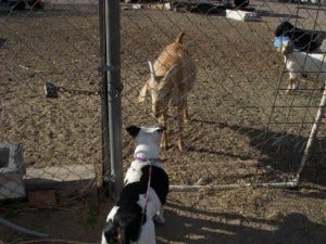 How to proceed here?  They're on the fence.