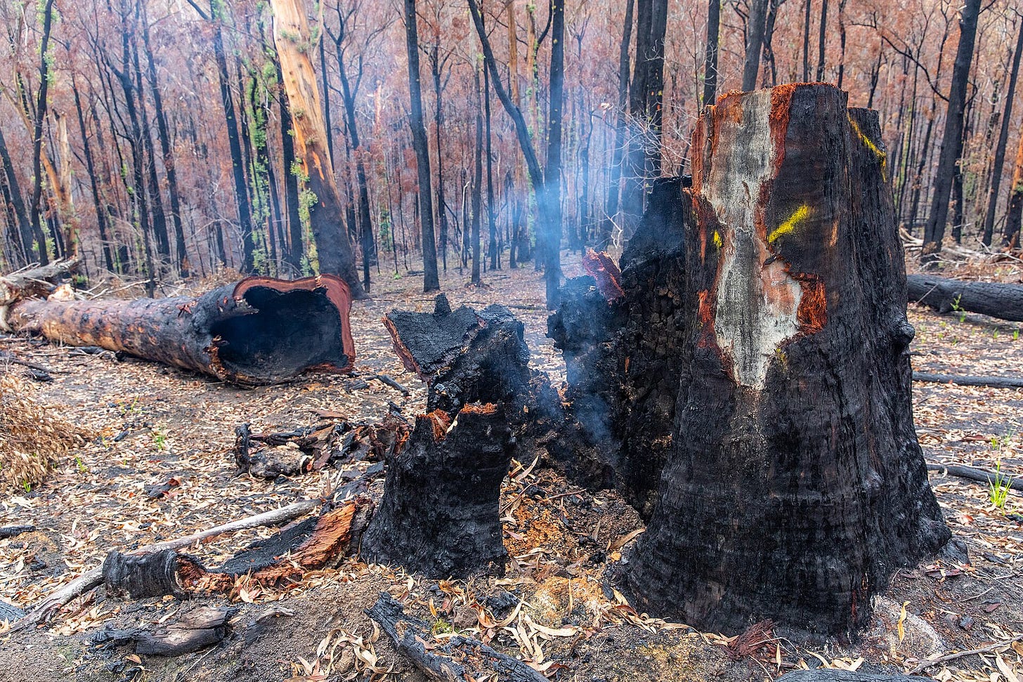 Scorched trees on Hartley's land from the Black Summer bushfires. 