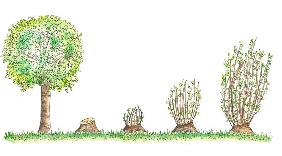 Coppice System - Everything You Need to Know about Silvicultural System