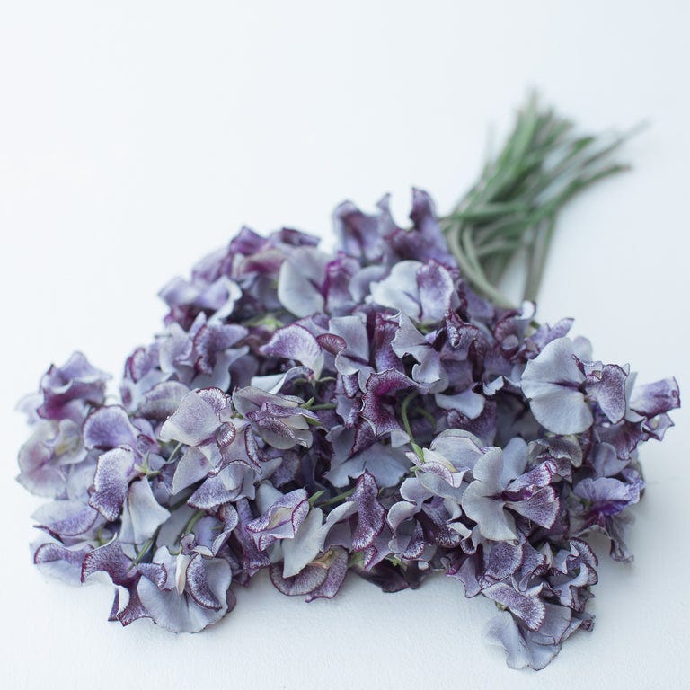 A bunch of Sweet Pea Nimbus