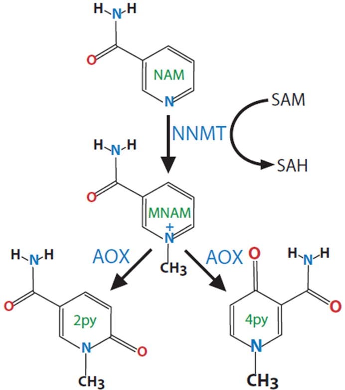Figure 1 Figure 1
