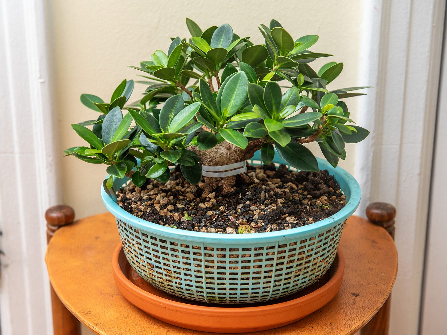 ID: Ficus microcarpa bonsai