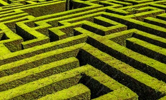 A hedge maze.