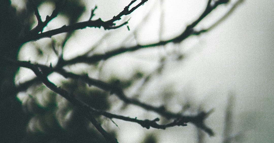 black tree branch with white background black tree branch with white background