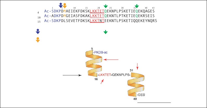 Figure: β-thymosin sequence alignment and Tβ4 bound to G-actin Figure: β-thymosin sequence alignment and Tβ4 bound to G-actin