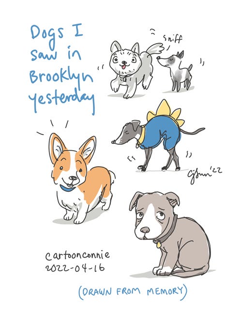 A page of simple-line, sketchbook illustrations of different breeds of dogs in bright colors, by Connie Sun, cartoonconnie, 2022. Caption reads, "Dogs I saw in Brooklyn yesterday, drawn from memory."
