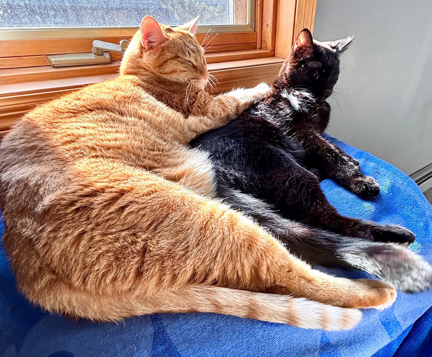 Snickers and Midnight are spooning on cushion by the window in the sunbeam. Both cats’ eyes are closed and Snickers arm is resting gently on Midnight’s back. Snickers and Midnight are spooning on cushion by the window in the sunbeam. Both cats’ eyes are closed and Snickers arm is resting gently on Midnight’s back.