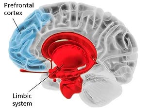 The Neuroscience of selling. - Sales Geek
