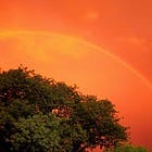 Christmas in the Kalahari