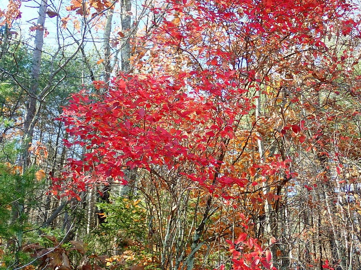 Five pictures, all shrubs in fall foliage.