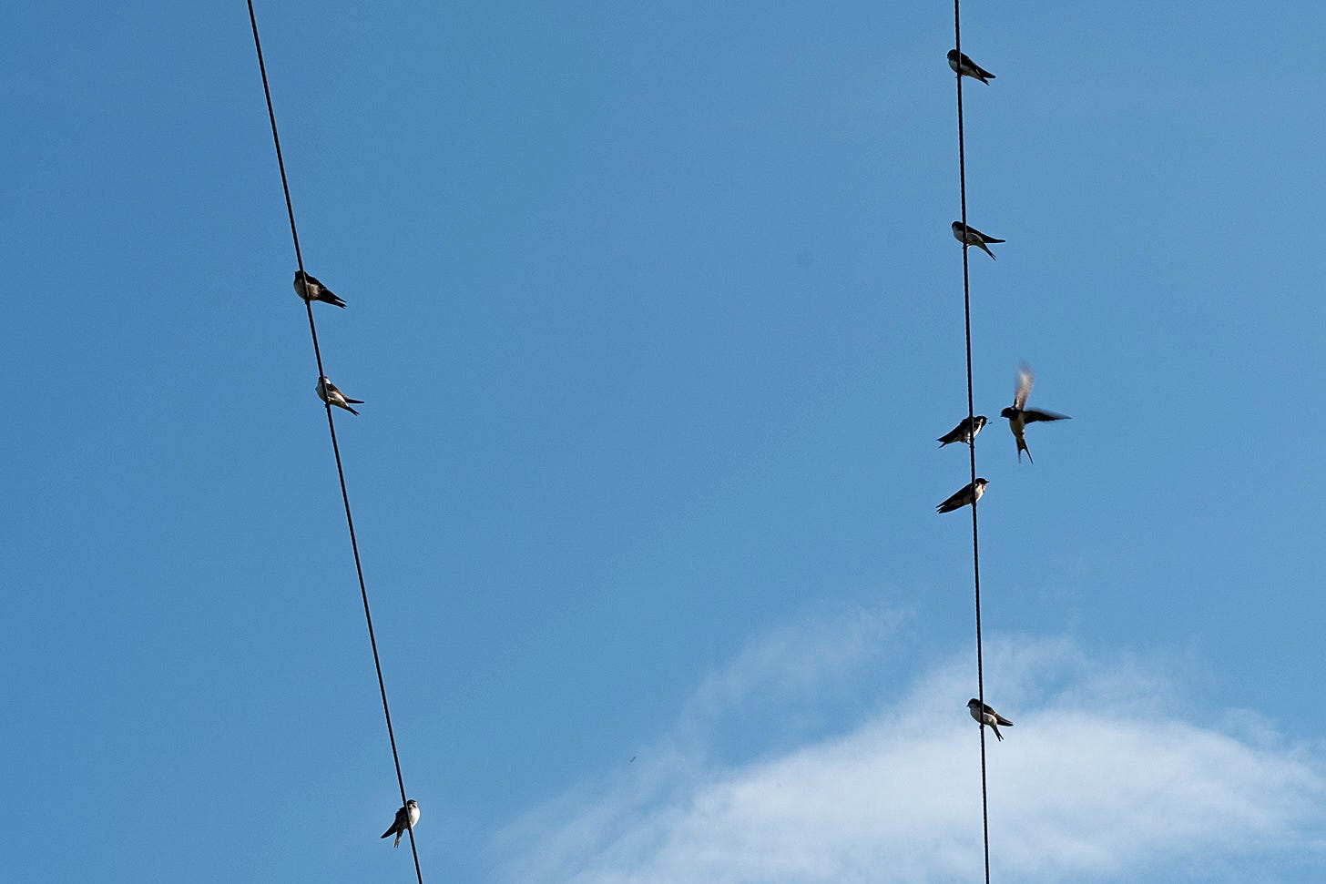 On a sunny morning, fledgling swallows sit on electricity lines waiting to be fed by their acrobatic parents