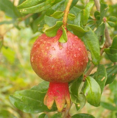 5 things you didn't know about pomegranates | Kew
