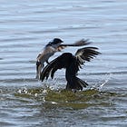 Swans and Swallows
