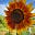 Dawn322537's avatar