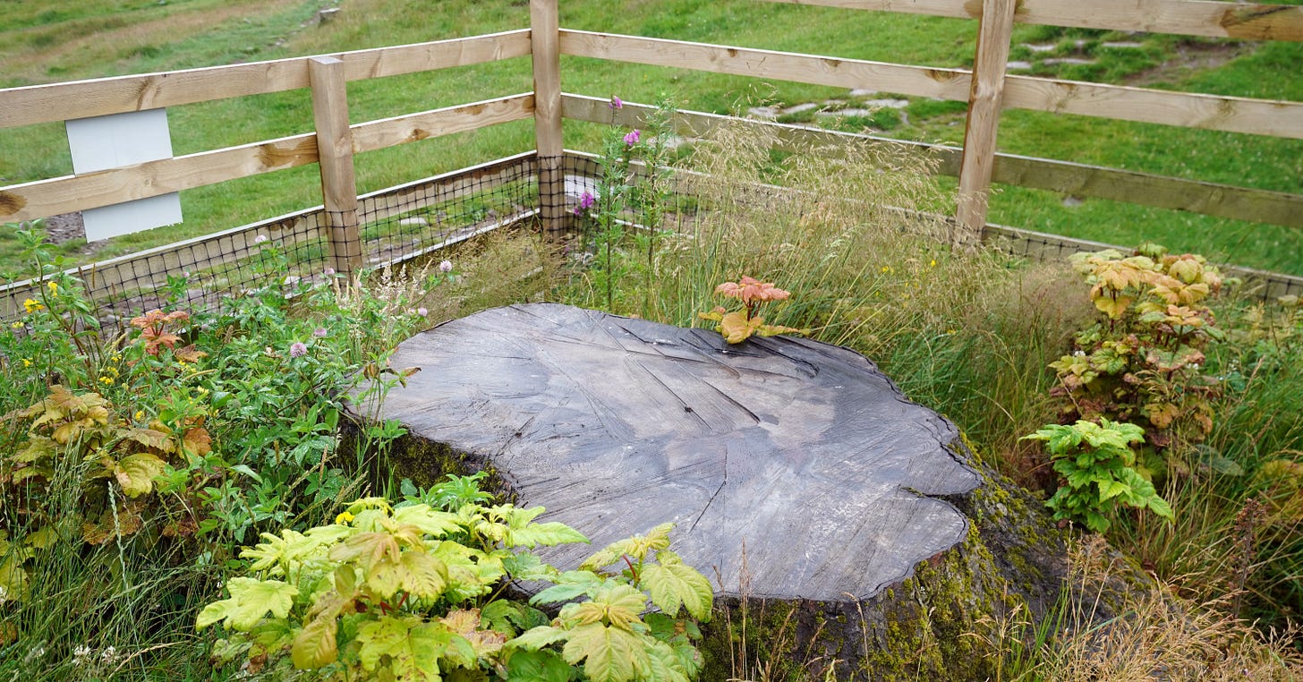 Sycamore Gap tree stump caged in netting to prevent tributes harming  regrowth | The Independent