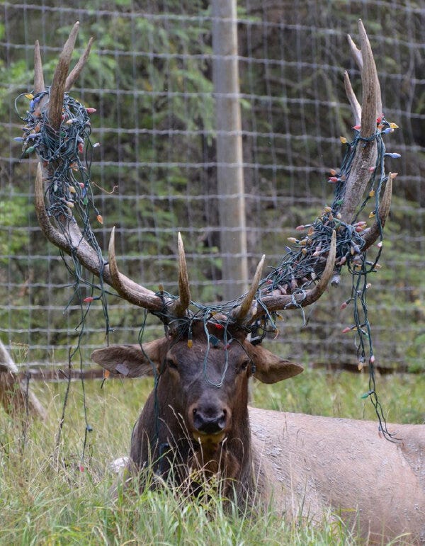 moose.jpg