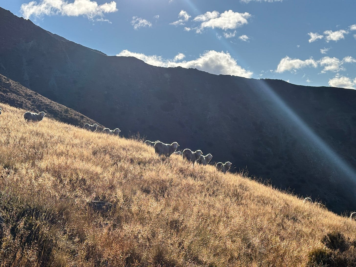 a photo of some sheep