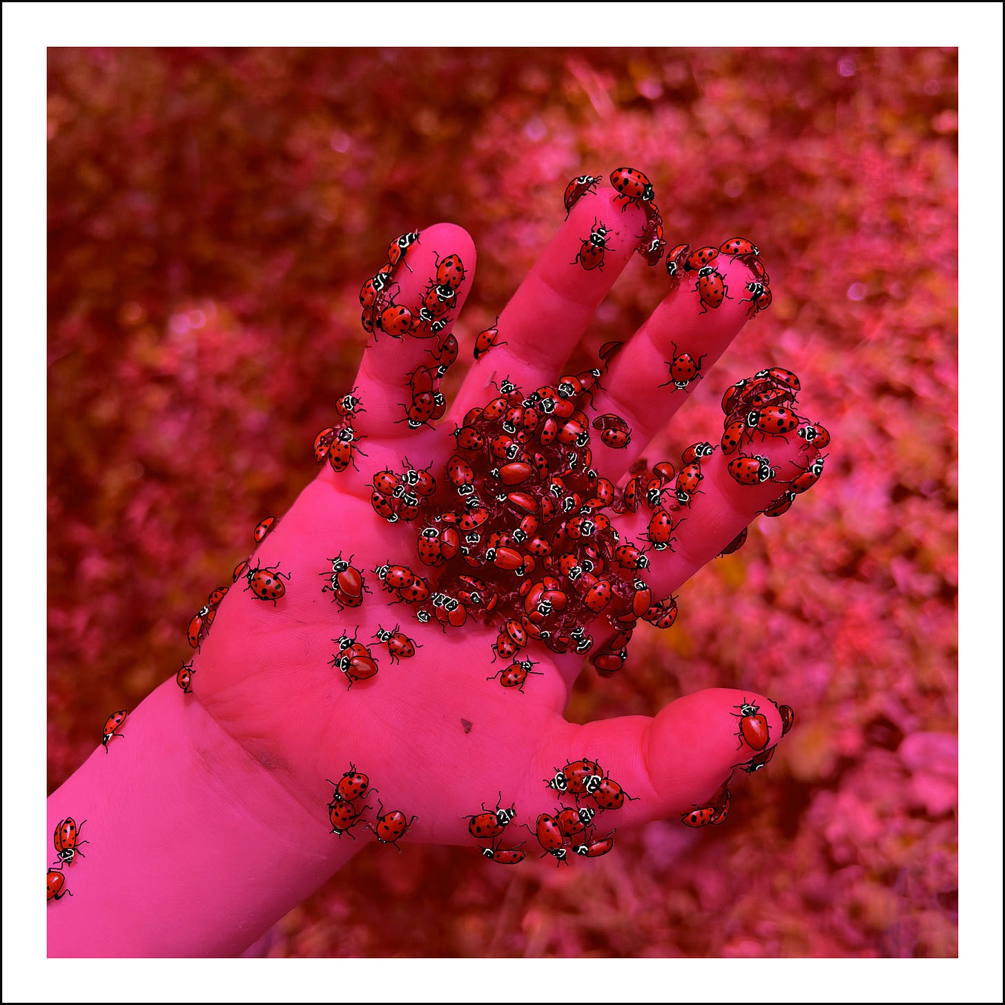 Rainbow Squared Series Six 07. Red Black White. A photo of a child’s hand palm facing up covered in hundreds of live ladybugs with the outlines of the ladybugs traced on top