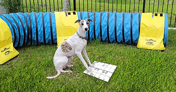 Backyard Training Matters: A Weekly Training Group