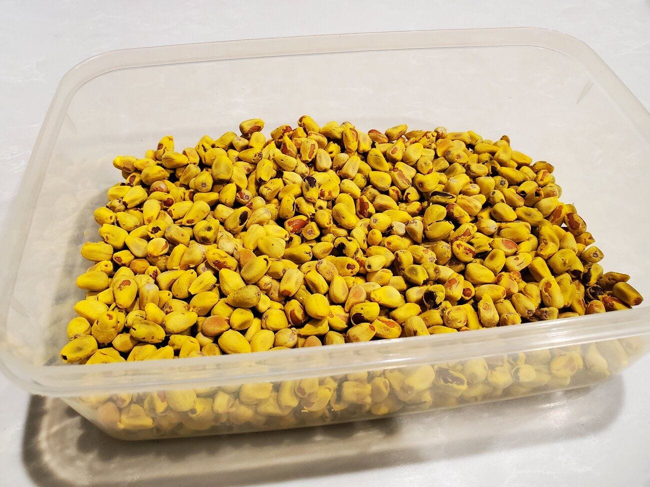 Brachychiton acerifolius [seeds - Newington] 20230522_233242.jpg