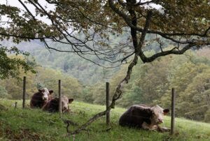 GettyImages-1677919514 cows