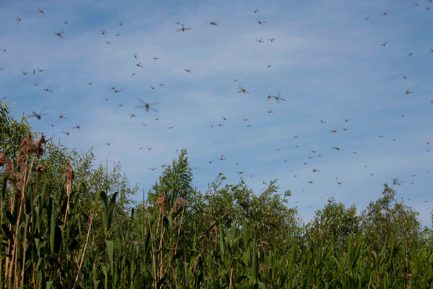 What's a Dragonfly Swarm? The Season's Sky Show, Explained What's a Dragonfly Swarm? The Season's Sky Show, Explained