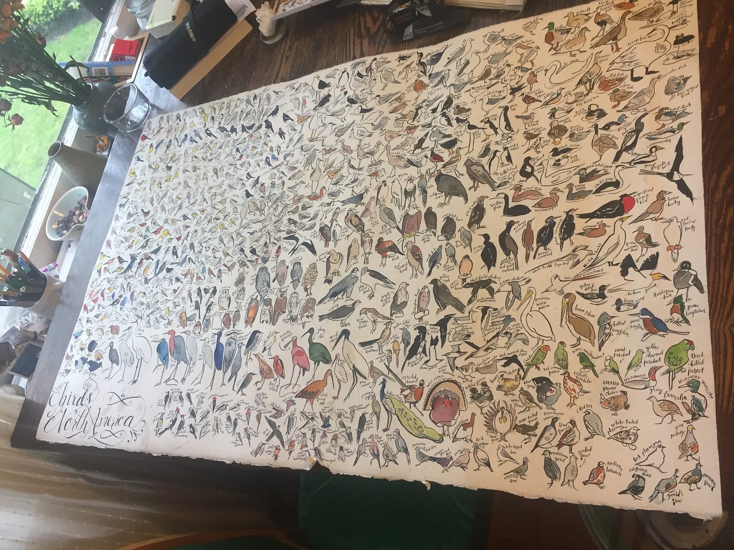 Here Is What I Learned When I Drew All The Birds In North