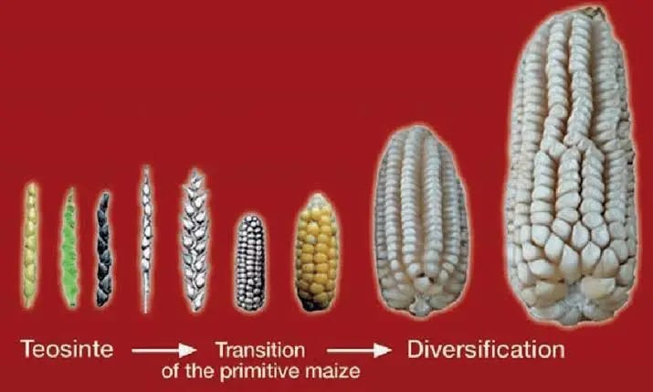 Supplemental Info: Ep 2 - Teosinte to Maize Evolution | The ...