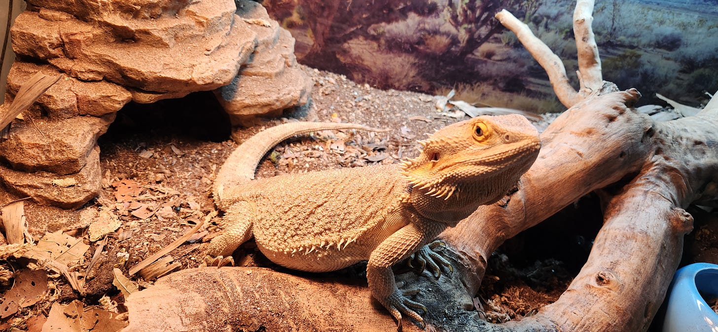 Dwight the Bearded Dragon