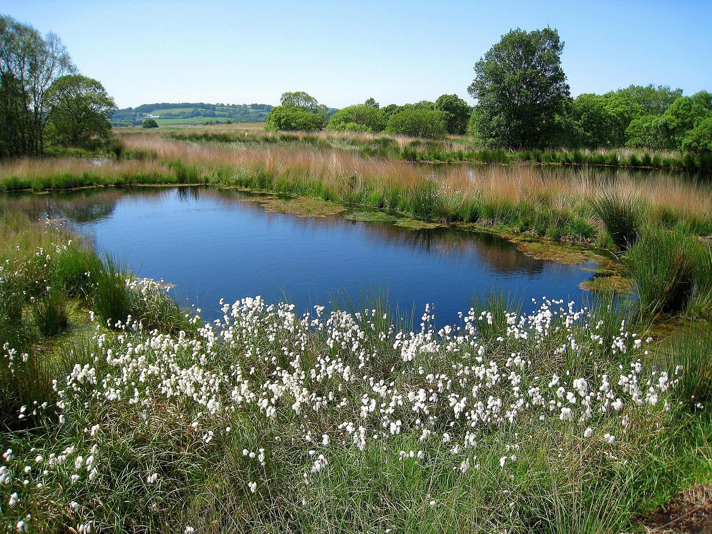 Cors Caron National Nature Reserve | VisitWales