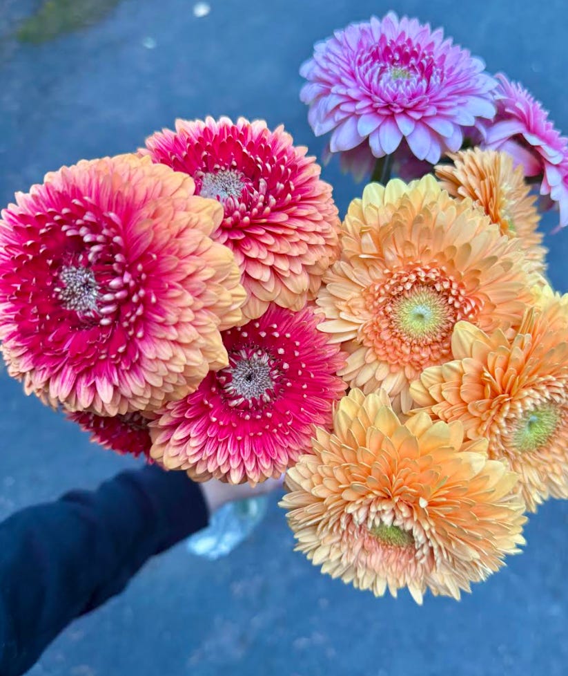 Person holding Dahlias