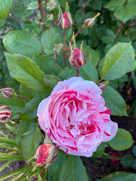 roses, dogwood, roses