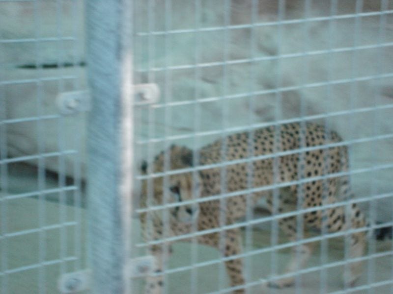 Cheetah Cheetah