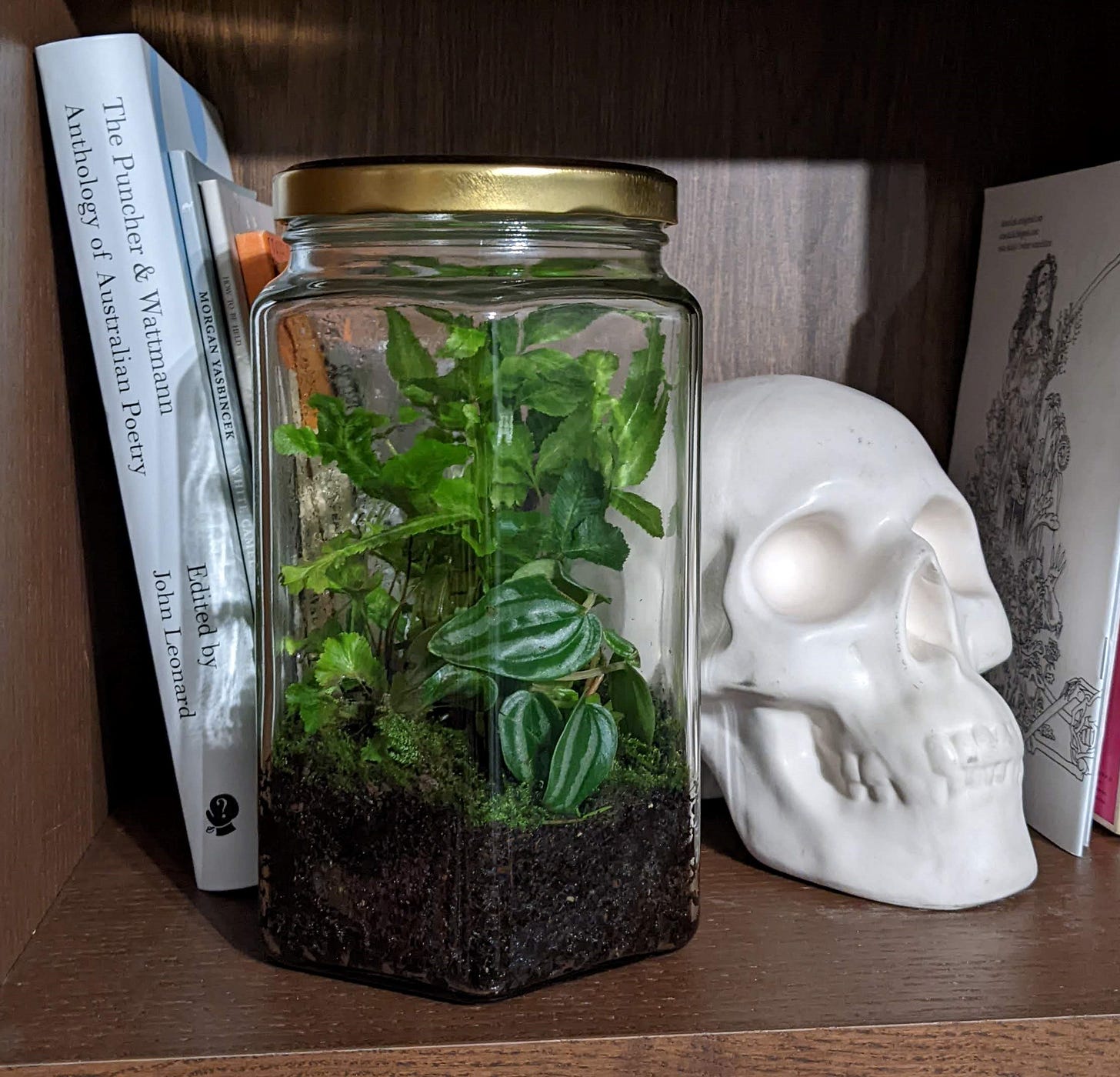 A terrarium in a large jar sits on a shelf with a ceramic skull and some books, one book's spine reads 'The Puncher & Wattman Anthology of Australian Poetry'.