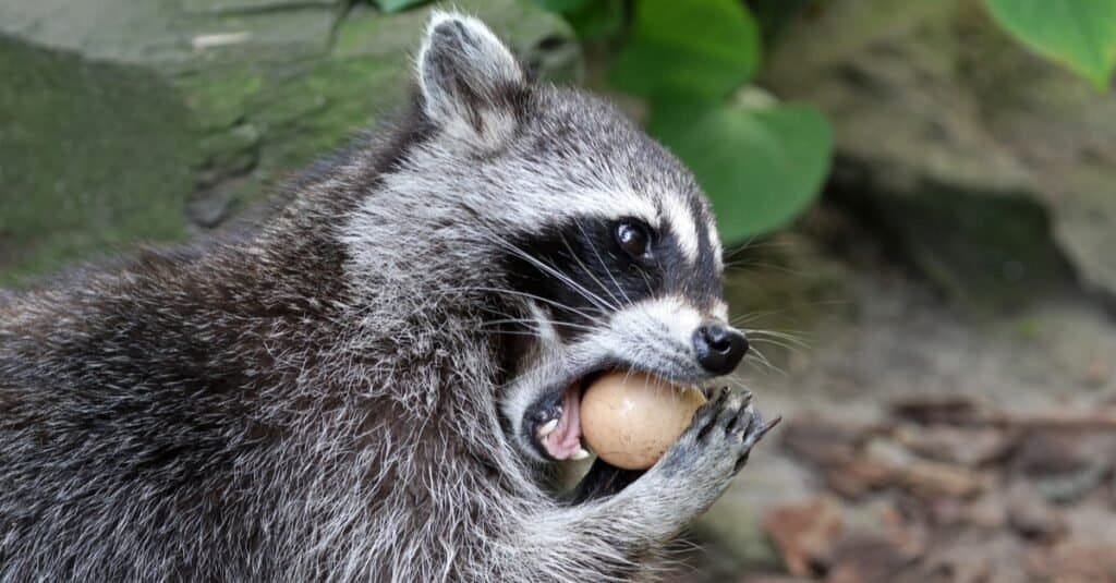 What Do Raccoons Eat? - A-Z Animals What Do Raccoons Eat? - A-Z Animals