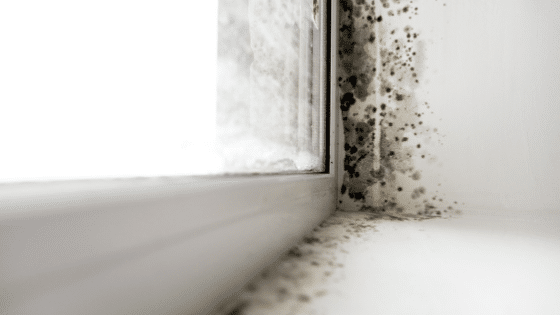 How To Deal with Mold Growing on Window Sills