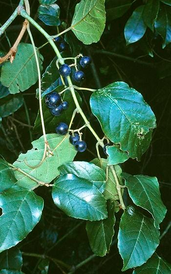 Cissus antarctica [kangaroo Vine, water vine - foliage & fruit - ATLAS].jpeg