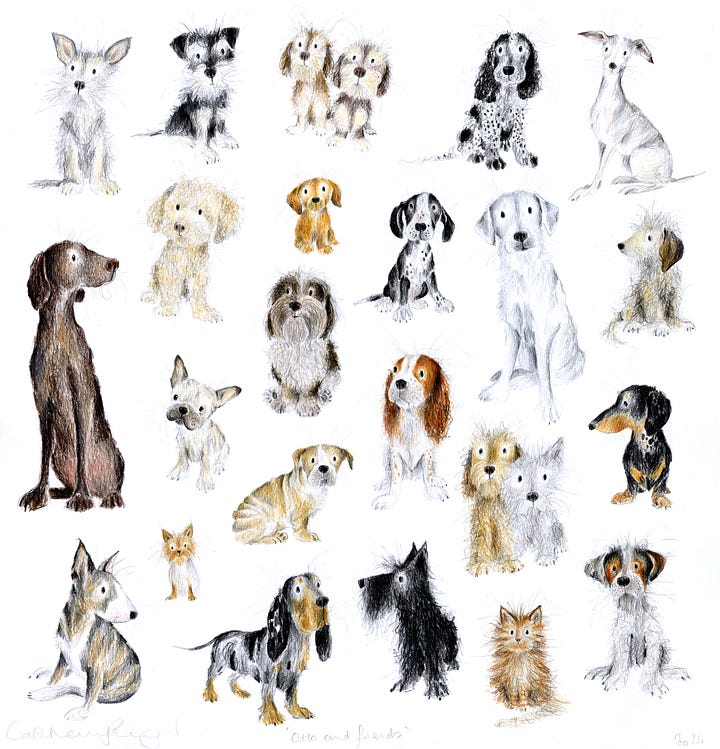 drawings of different dog breeds in a collage