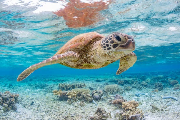 628 Great Barrier Reef Turtle Stock Photos, Pictures & Royalty-Free Images - iStock 628 Great Barrier Reef Turtle Stock Photos, Pictures & Royalty-Free Images - iStock