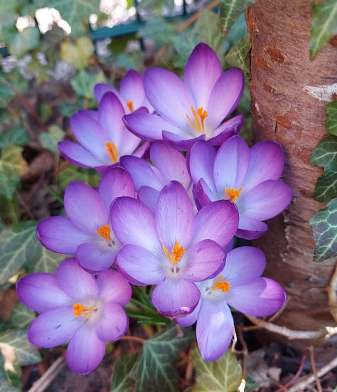 Yellow winter aconites, purple, yellow and white crocuses