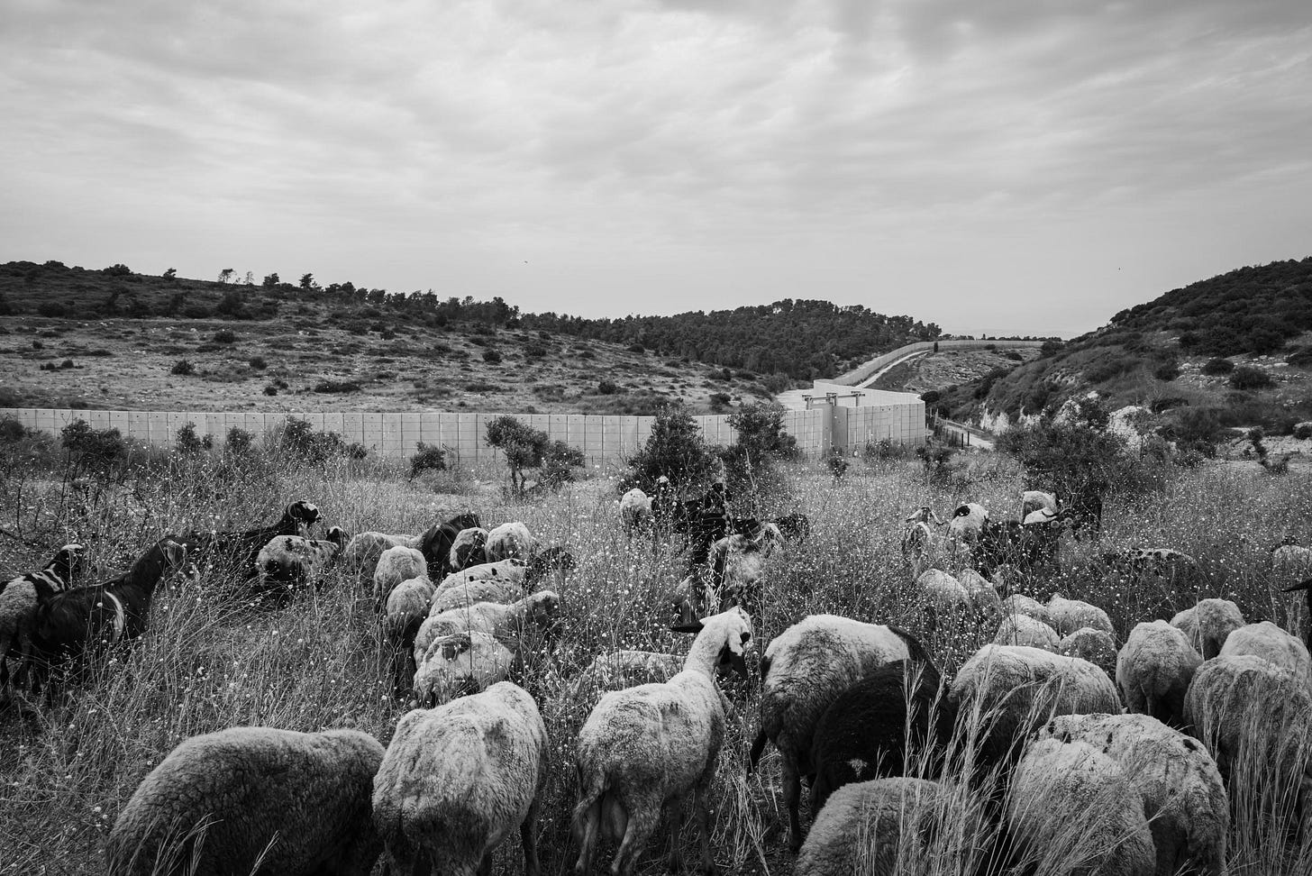 A black and white photo of sheep grazing in a grassy field in the West Bank.