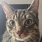 SitFree's avatar