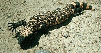 File:Gila monster lying on sand - DPLA - e18cab2699256cc082677e6a04b6a4ac.jpg