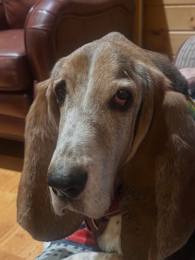 A dog sitting on a couch

AI-generated content may be incorrect.