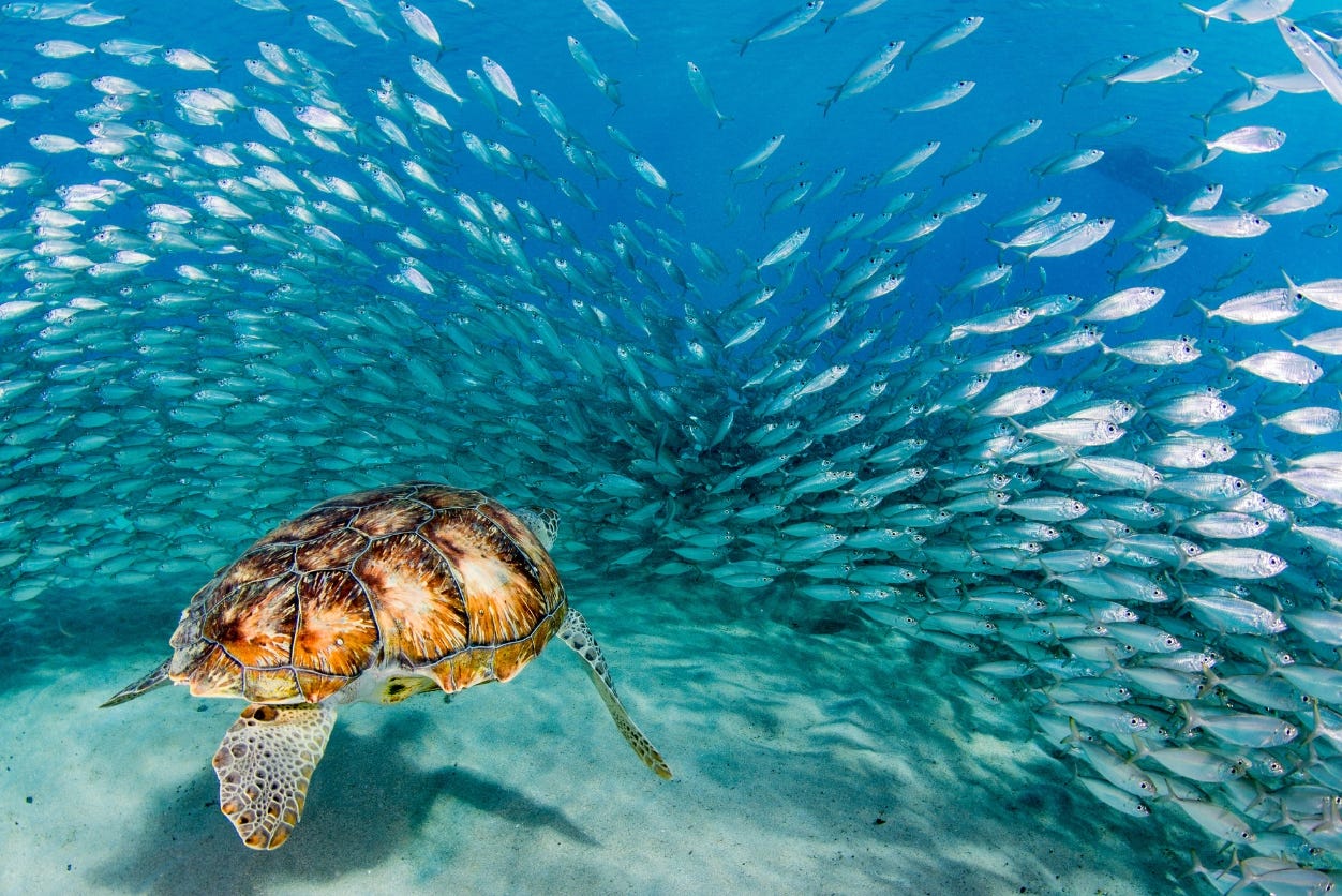 Sea turtle swims amongst a school of fish Sea turtle swims amongst a school of fish